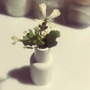 ルッコラ,ルッコラ,プランター,プランター栽培の画像