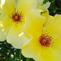 バラ,お花,今日の花,黄色,黄色の花の画像