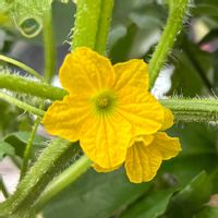 メロン,グリーンカーテン,実のなる植物,花のある暮らし,緑のある暮らしの画像