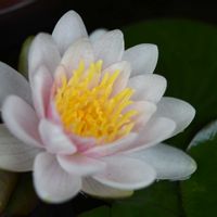 スイレン,温帯スイレン,ビオトープ,花のある暮らし,岩手県の画像
