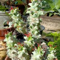 ホリダ,多肉植物,ユーフォルビア,モンスト,新潟の画像