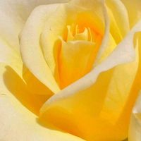 バラ,お花,今日の花,黄色,黄色の花の画像