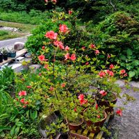 ヤマツツジ,シャルル・ド・ミル,新潟県,ヤギの庭作りの画像