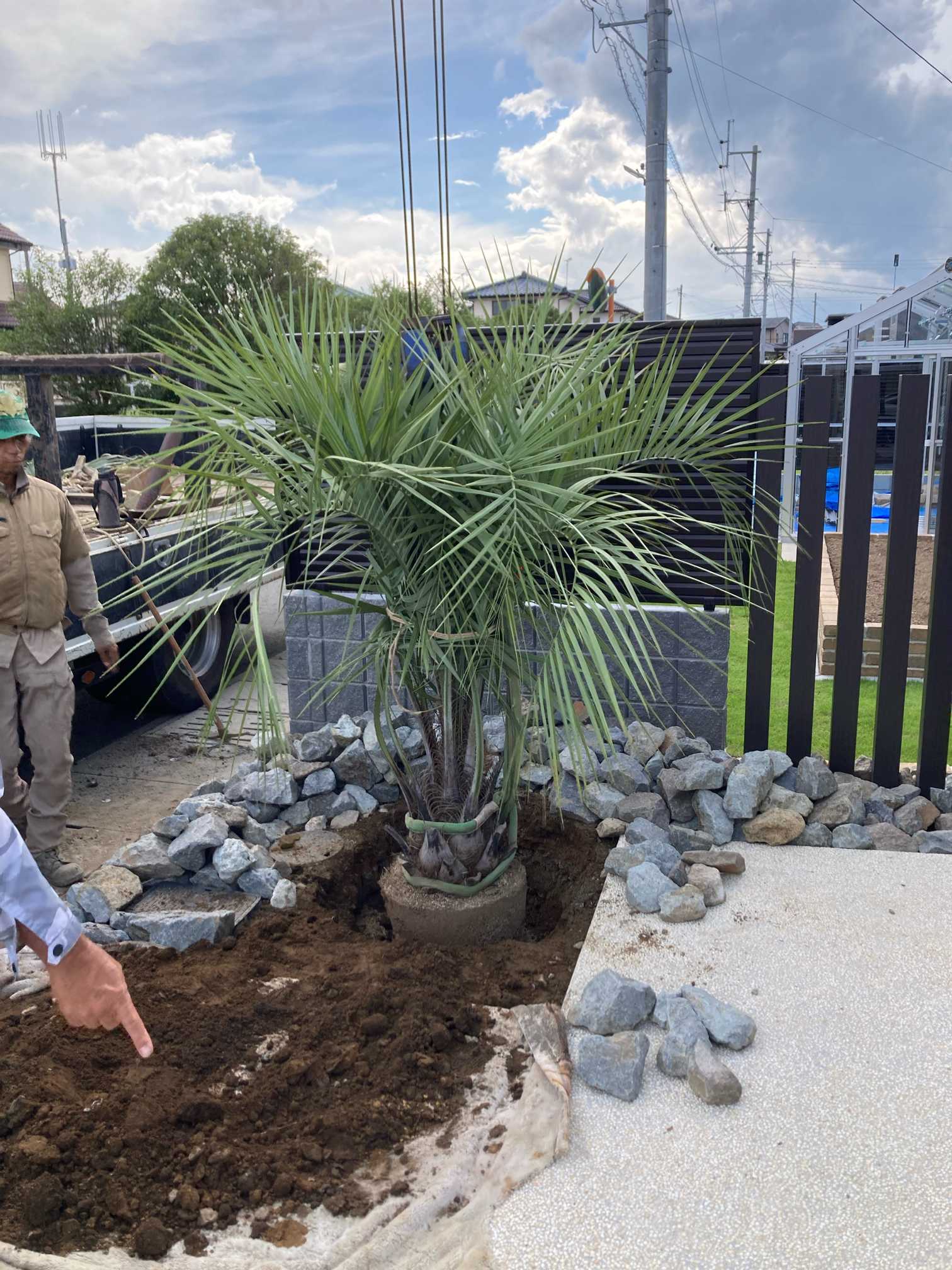 ココスヤシの記録｜🍀GreenSnap（グリーンスナップ）