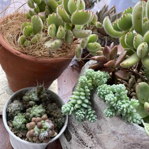 茶傘,セダム マジョール,寄せ植え,癒されて,かわいい姿の画像