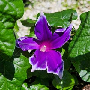 西洋アサガオ,西洋朝顔　スノーフレーク,鉢植え,明るい日陰,プランターの画像