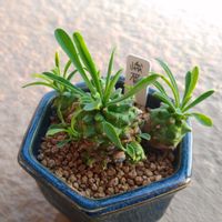 峨眉山,多肉植物,ユーフォルビア,トウダイグサ科　ユーフォルビア属,ベランダの画像