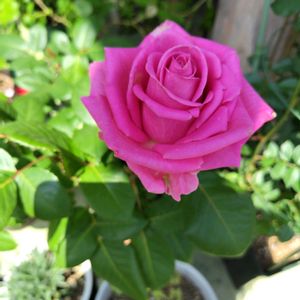 バラ,挿し木,ピンクの花,お花大好き♡,花と緑のある暮らしの画像