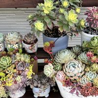 多肉植物,多肉寄せ植え,多肉寄せ植えyuno,多肉2025の画像