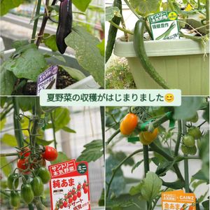 ナス,ミニトマト,ミニトマト 純あま,きゅうり,きゅうり 強健豊作の画像