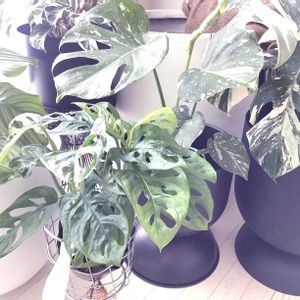 マドカズラ,インドアグリーン,インテリアグリーン,鉢カバー,観葉植物のある暮らしの画像