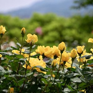 黄色いバラ,イングリッシュガーデン,素敵な出会い,GSのみなさんに感謝♡,今日のお花の画像