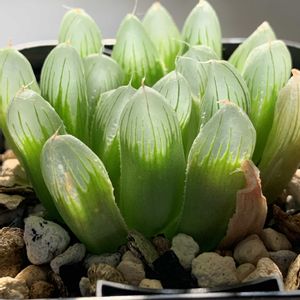 ハオルチア,ピリフェラ,ピリフェラ,多肉植物,ハオルチア属の画像