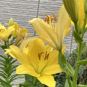 寄植え,ハンギング,小さな庭,玄関アプローチ,庭の画像