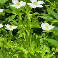 ニリンソウの画像