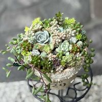 多肉植物,多肉植物寄せ植え,多肉寄せ植え,多肉初心者の画像