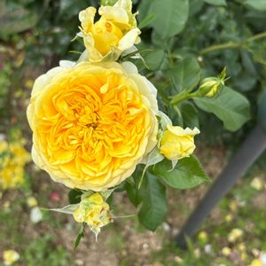 ムラサキツメクサ,薔薇 ポラリスアルファ,薔薇 ポラリスアルファ,カルーセル コルダナ,ミニ薔薇カルーセル･コルダナの画像