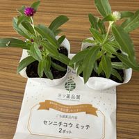 センニチコウ,花が好き,無農薬❤家庭菜園,PR,野菜が好きの画像