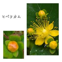ヒペリカム,ヒペリカム,ホテイアオイ,ホテイアオイ,ヒペリカムの赤い実の画像