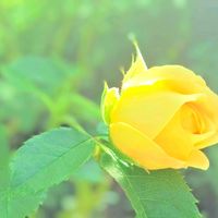 バラ,お花,今日の花,黄色,黄色の花の画像