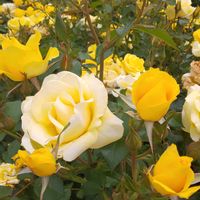 バラ(黄),黄色いバラ,青空,花のある暮らし,今日のお花の画像