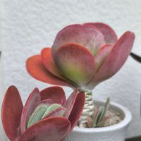 棚,小さな庭の画像