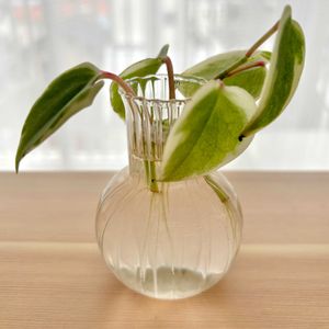 ペペロミアセルペンス,観葉植物,初心者の画像