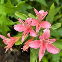 アルストロメリア,球根植物,ピンクの花,好きな花,オレンジ色の花の画像