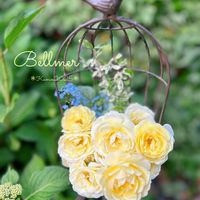 薔薇・ベルメール,ビタミンカラー,花のある暮らし,バラを楽しむ,今日のお花の画像