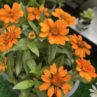 ジニア,ローズマリー,レモンバーベナ,パセリ,ジニアプロフュージョンの画像