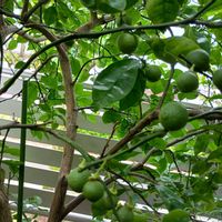 カボス,小さな庭の画像