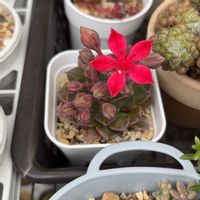 ベルム,ベルム,多肉植物,多肉植物のある暮らし,ベルムのお花の画像