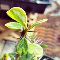 ハナキリン,ハナキリン,ユーフォルビア,植物育成ライト,サーキュレーターの画像