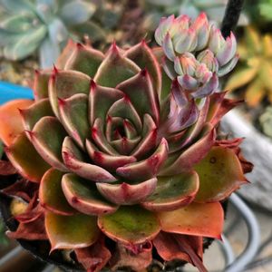 エケベリア,エケベリア ルドルフ,多肉植物,エケベリア属,多肉多肉多肉の画像