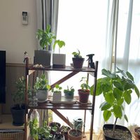 DIY飾り棚の画像