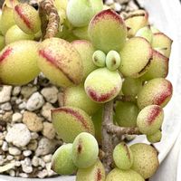 多肉,ペンデンス,多肉植物,多肉寄せ植え,多肉大好きの画像