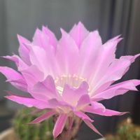 サボテン,多肉植物,サボテン科,サボテンの花,ピンクの花の画像