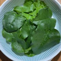 おかわかめ,おかわかめ,家庭菜園,ベランダの画像