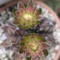 ギムノカリキウム ワグエル,サボテンの花,平和を願う,頑張れ！わたし٩(ˊᗜˋ*)و❤︎*。,サボテンチームの画像