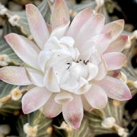 サボテン,牡丹玉,牡丹玉,サボテンの花,植物育成ライトの画像
