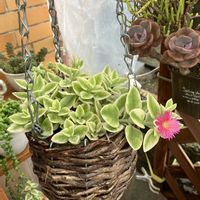 ベビーサンローズ,グリーンサンローズ,寄せ植え,多肉植物,多肉寄せ植えの画像