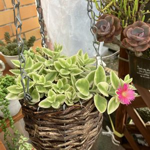 ベビーサンローズ,グリーンサンローズ,寄せ植え,多肉植物,多肉寄せ植えの画像