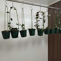 新兵器！,ホヤ♡,ホヤーズ,ホヤーズ,ホヤの画像