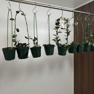 新兵器！,ホヤ♡,ホヤーズ,ホヤーズ,ホヤの画像