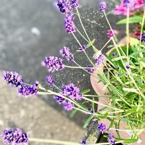 ラベンダー☆,プランター栽培,梅雨入りの画像