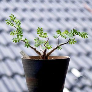 Senna meridionalis,カクタス広瀬,玉ボケ倶楽部,福美よう,コーヒー焼きの画像