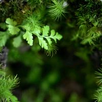 ミニトマト,モミジ,パセリ,シダ植物,苔テラリウムの画像