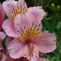 アルストロメリア,植物探しのｳｫｰｷﾝｸﾞ✾の画像