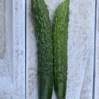キュウリ,収穫,毎年恒例,花のある暮らし,夏野菜の画像