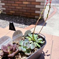 エケベリア,ビバズ,ファインローズ,多肉植物,多肉植物寄せ植えの画像